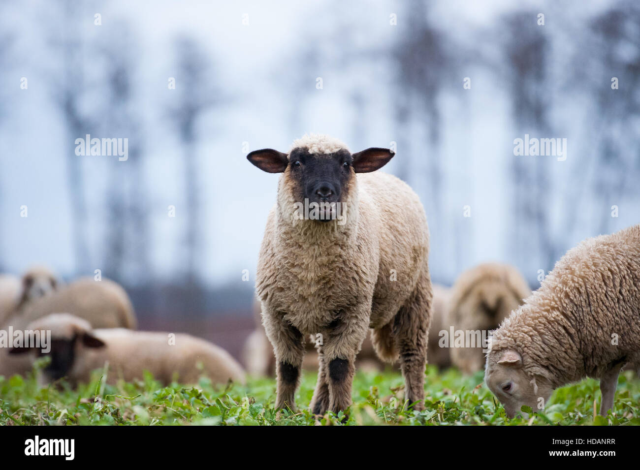 Schafe fressen am 08.12.2016 nahe Südergellersen (Niedersachsen) auf einem Feld. (zu dpa 'Klaus und Claus - zwei Esel sollen Schafe vor dem Wolf schützen' vom 11.12.2016) Foto: Philipp Schulze/dpa    (c) dpa - Bildfunk    Stock Photo