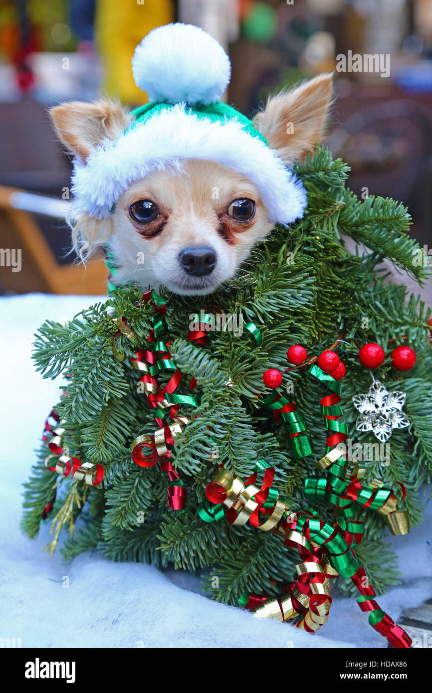 London, UK. 11th December 2016. Ollie the Chihuahua dresses in his finest Christmas costume, a real Xmas tree, at the All Dogs Matter Santa Paws Christmas Fair at the Garden Gate in Hampstead, London Credit:  Paul Brown/Alamy Live News Stock Photo