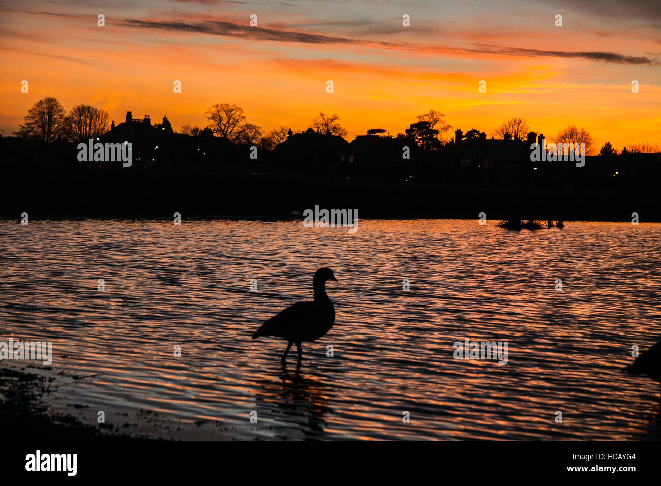 Wimbledon London, UK. 11th December 2016.  A beautiful autumnal sunset  over a silhouetted wild fowl in Wimbledon Common Credit:  amer ghazzal/Alamy Live News Stock Photo