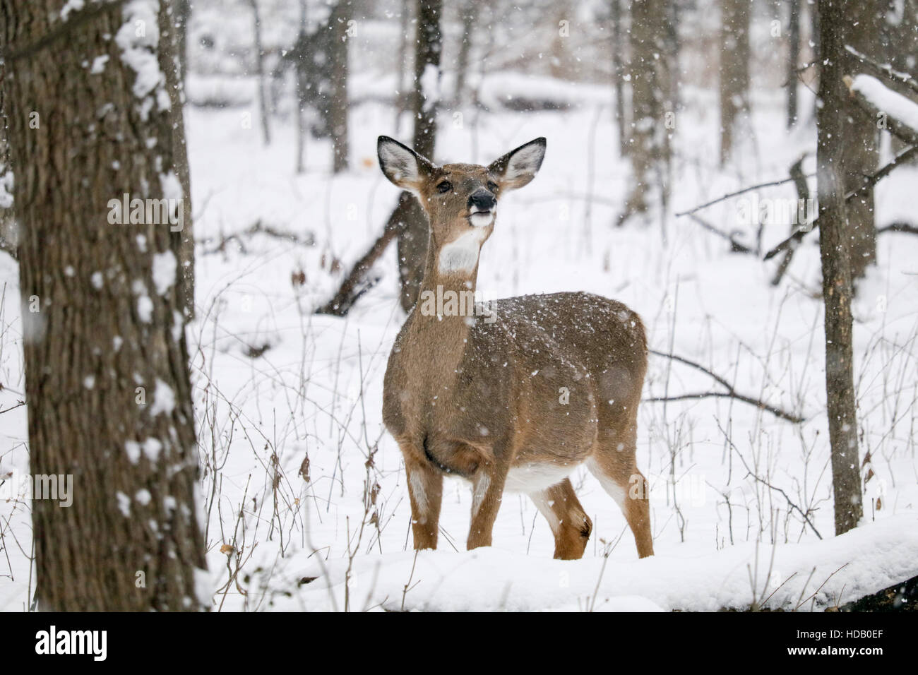 Chronic wasting disease deer hi-res stock photography and images - Alamy