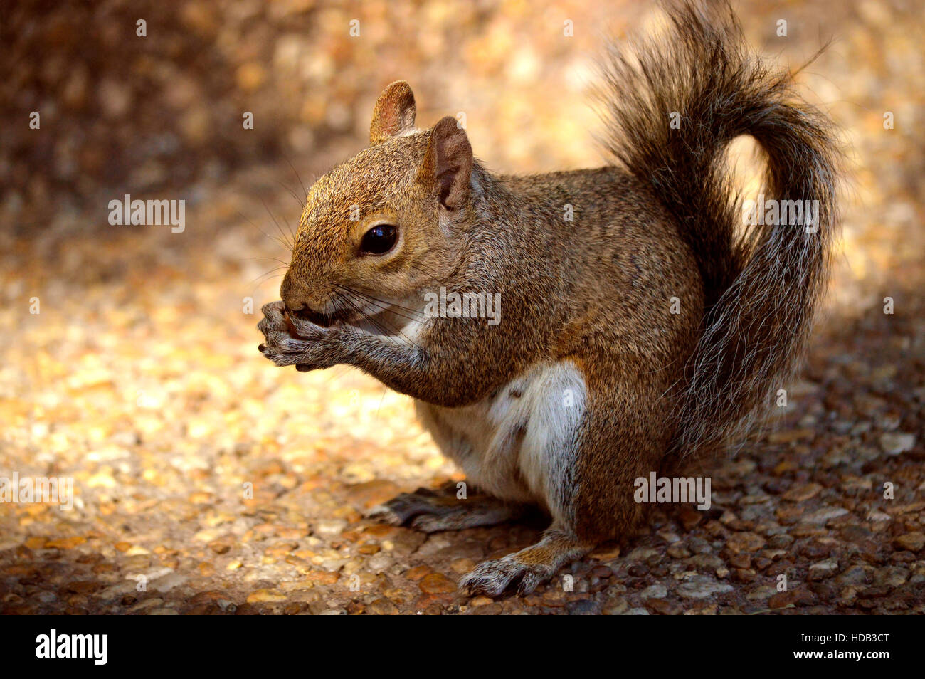 Grey squirrel Latin name Sciurus carolinensis Stock Photo - Alamy