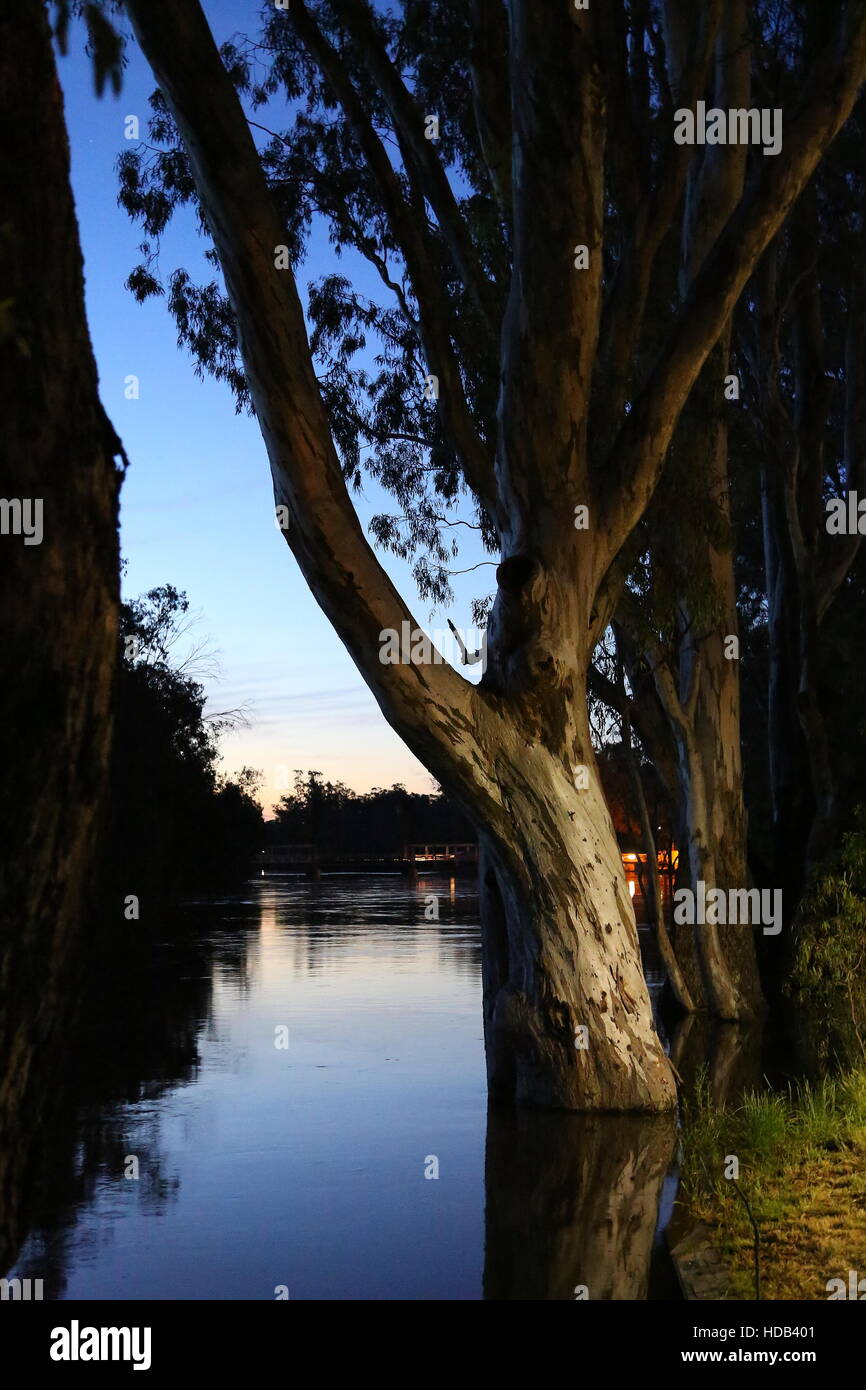 Murray River at Barham New South Whales Australia in Flood redgum trees Stock Photo