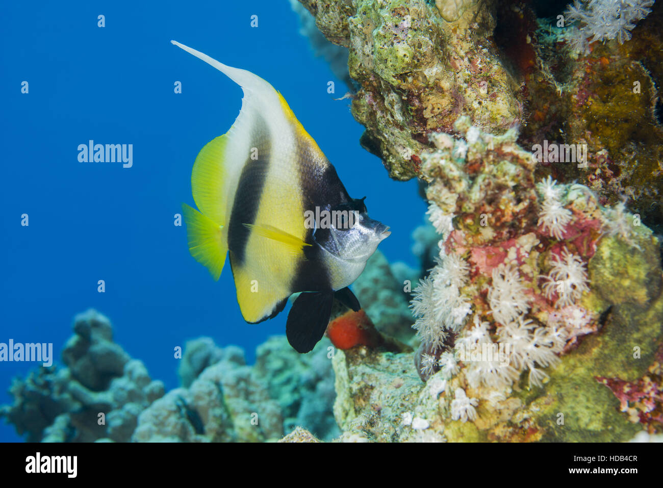 Pennant coral fish hires stock photography and images Alamy