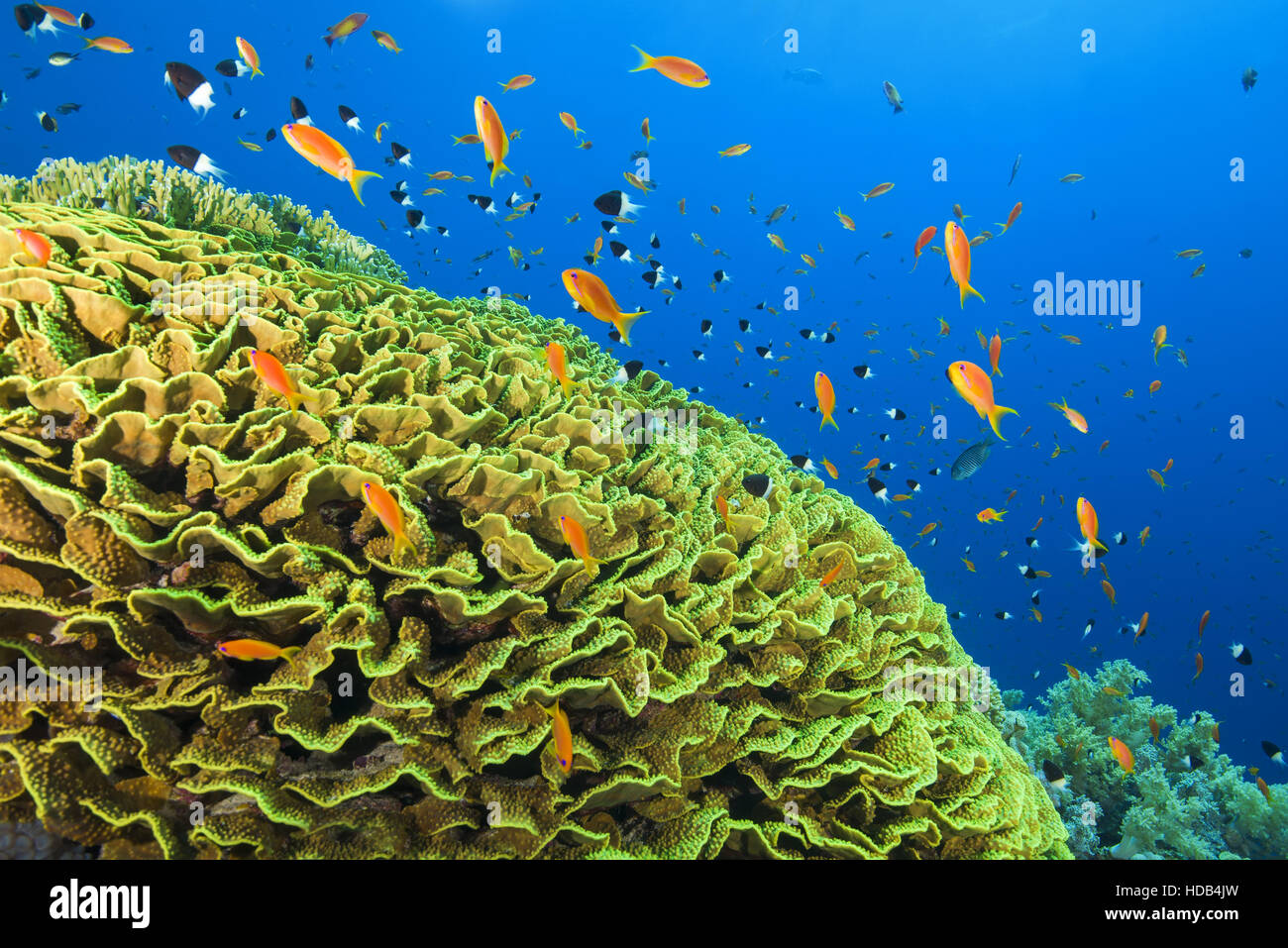 Bright orange school of fish Sea Goldie or Lyretail Anthias (Pseudanthias squamipinnis) and Bicolor Damselfish (Chromis dimidiata) Stock Photo