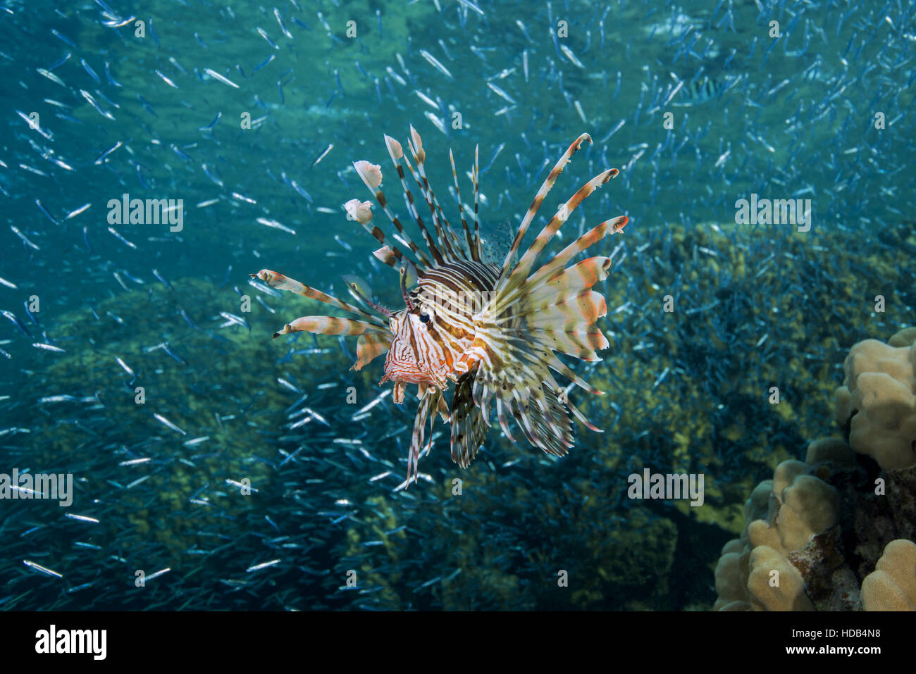 Sunset hunting Red lionfish (Pterois volitans) on a huge school of fish Hardyhead Silverside (Atherinomorus lacunosus), Red sea, Dahab Stock Photo