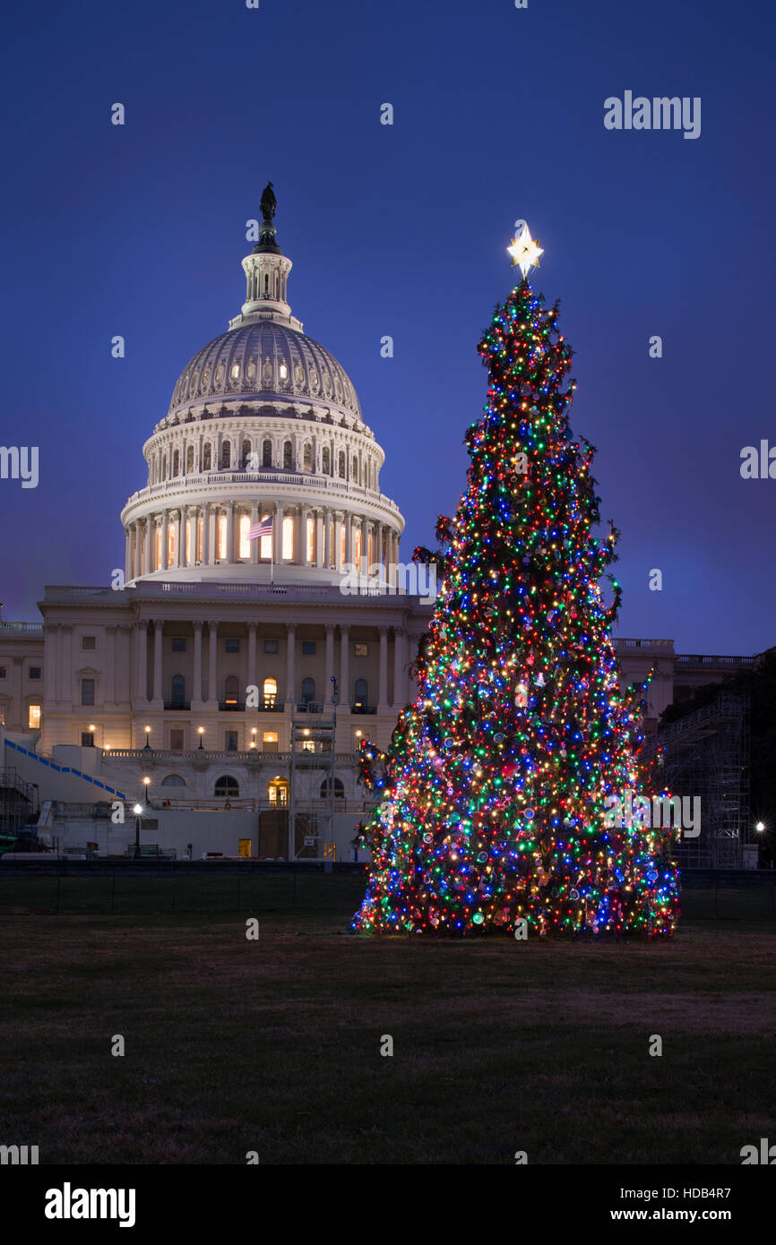 The U.S Capitol Christmas tree illuminated after being lit by House Speaker Paul Ryan December 6, 2016 in Washington, DC. The tree is an 80-foot tall Engelmann Spruce from the Payette National Forest in Idaho. Stock Photo