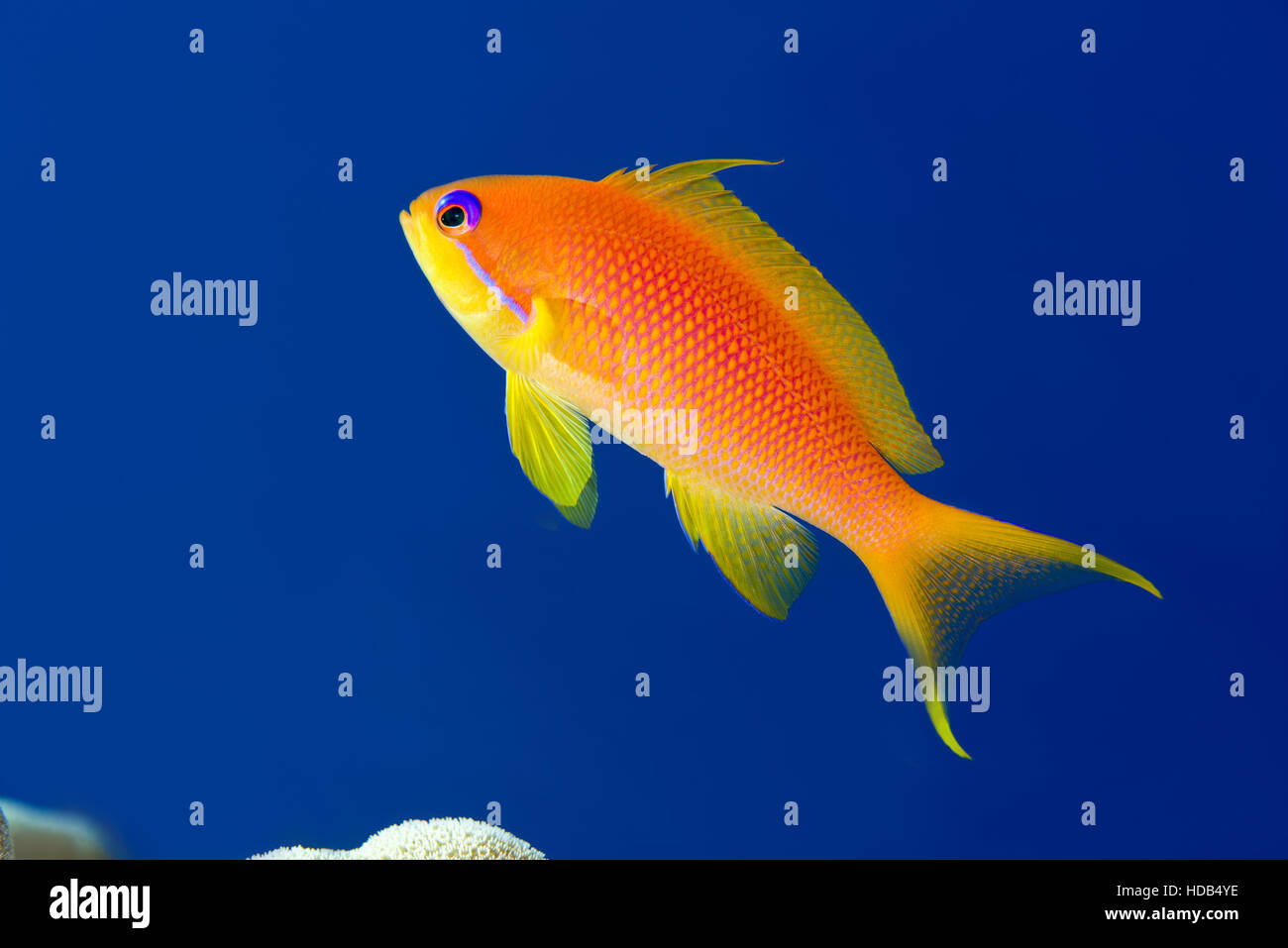 Female sea goldie,  lyretail coralfish, lyretail anthias or scalefin anthias (Pseudanthias squamipinnis) on the background of blue water, Red sea Stock Photo