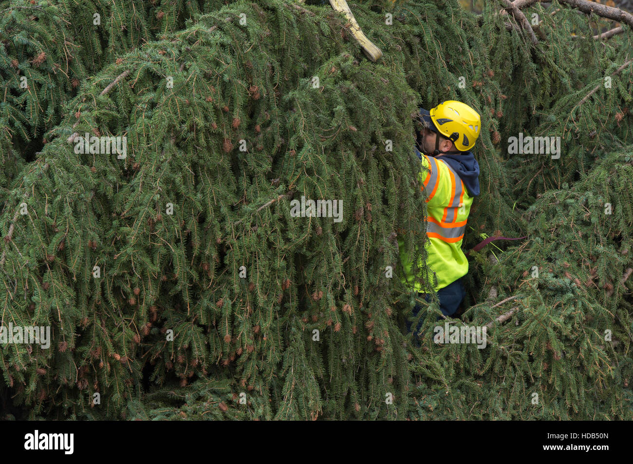 Workers move a massive tree into position for the U.S Capitol Christmas on the November 28, 2016 in Washington, DC. The tree is an 80-foot tall Engelmann Spruce from the Payette National Forest in Idaho. Stock Photo