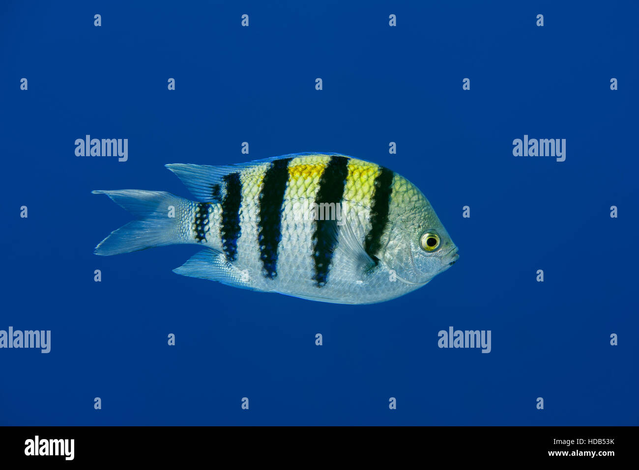 Indo-Pacific sergeant, Sergeant major or Common sergeant (Abudefduf vaigiensis) floats in blue water, Red sea, Sharm El Sheikh, Sinai Peninsula, Egypt Stock Photo