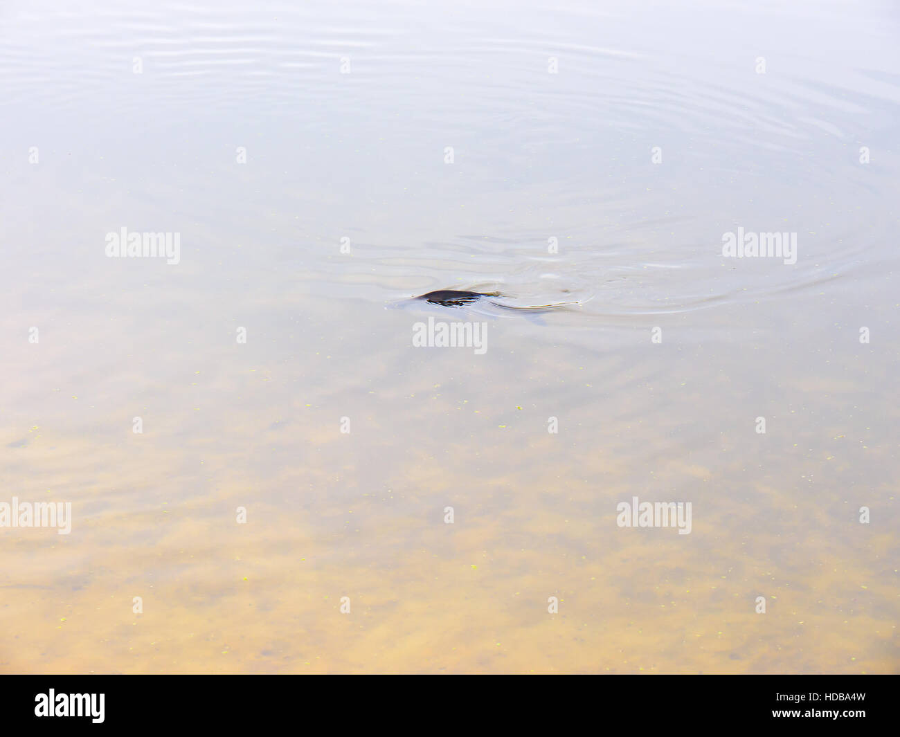 Floating fish on the surface of the river. Stock Photo