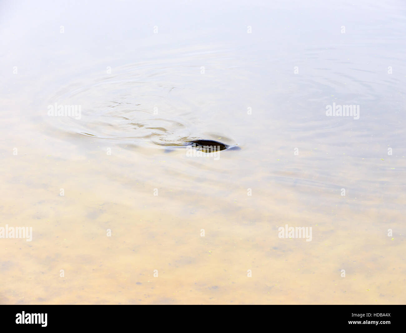 Floating fish on the surface of the river. Stock Photo