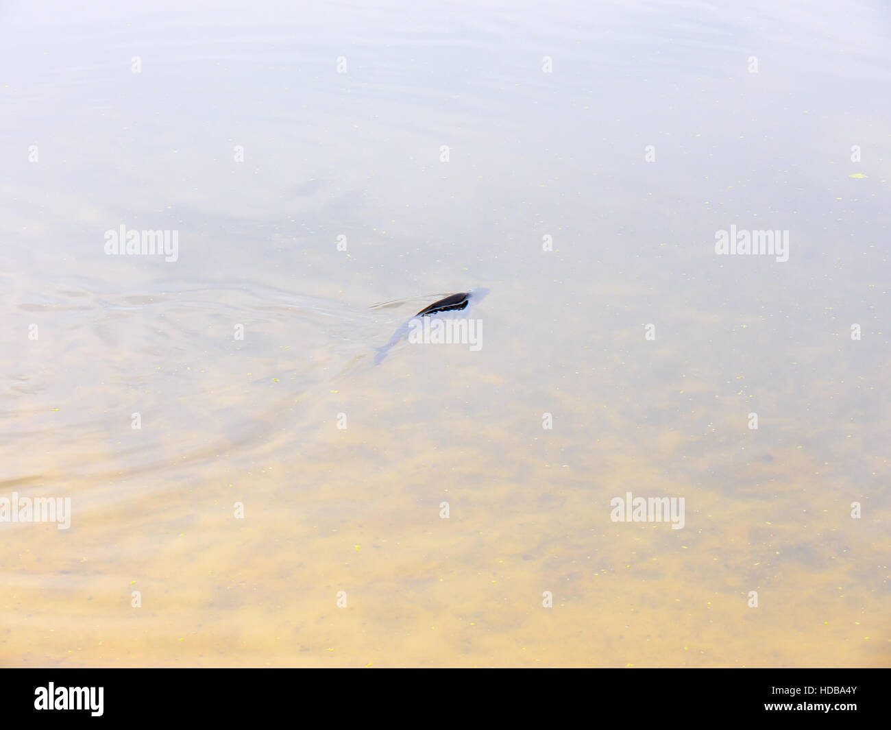 Floating fish on the surface of the river. Stock Photo