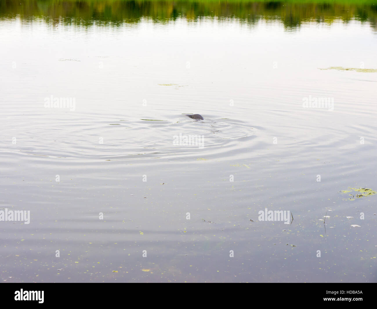 Floating fish on the surface of the river. Stock Photo