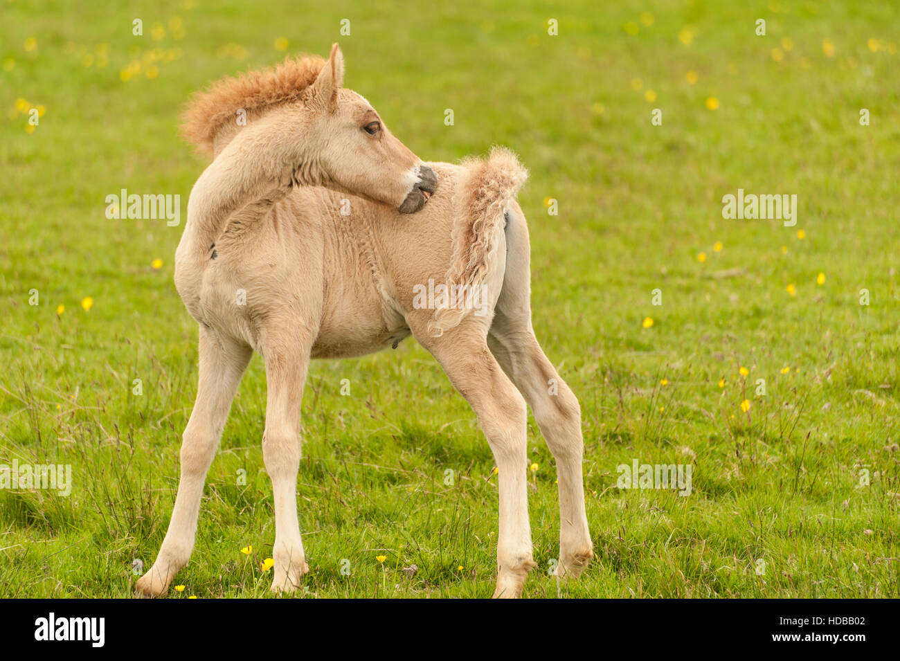 Filly
