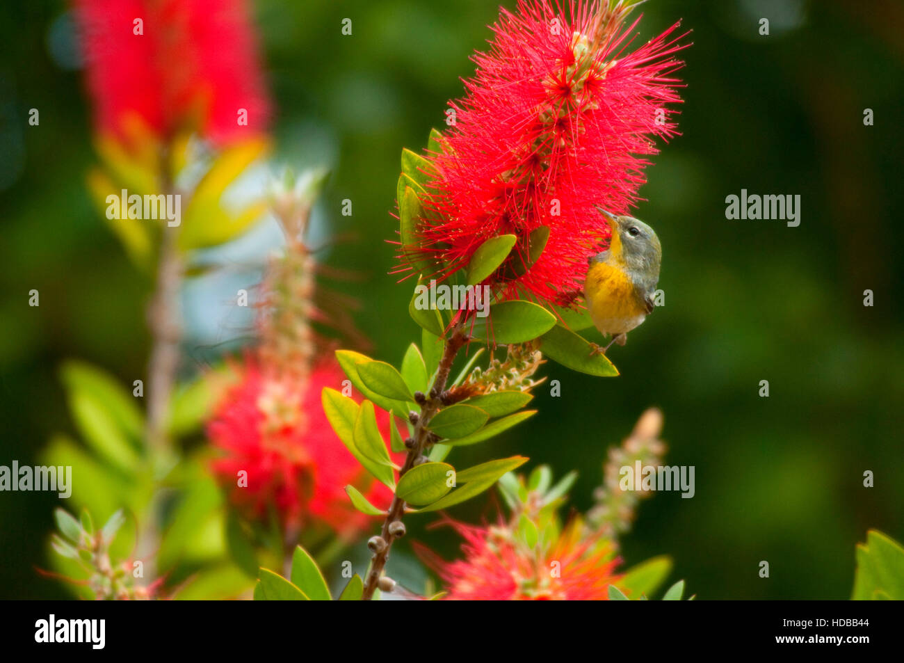 Northern Parula on bottlebrush tree, Leonabelle Turnbull Birding Center