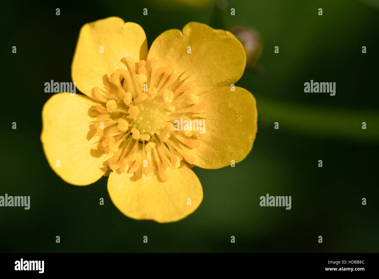 Yellow wood anemone, Anemone ranunculoides. macro shot, view from above ...