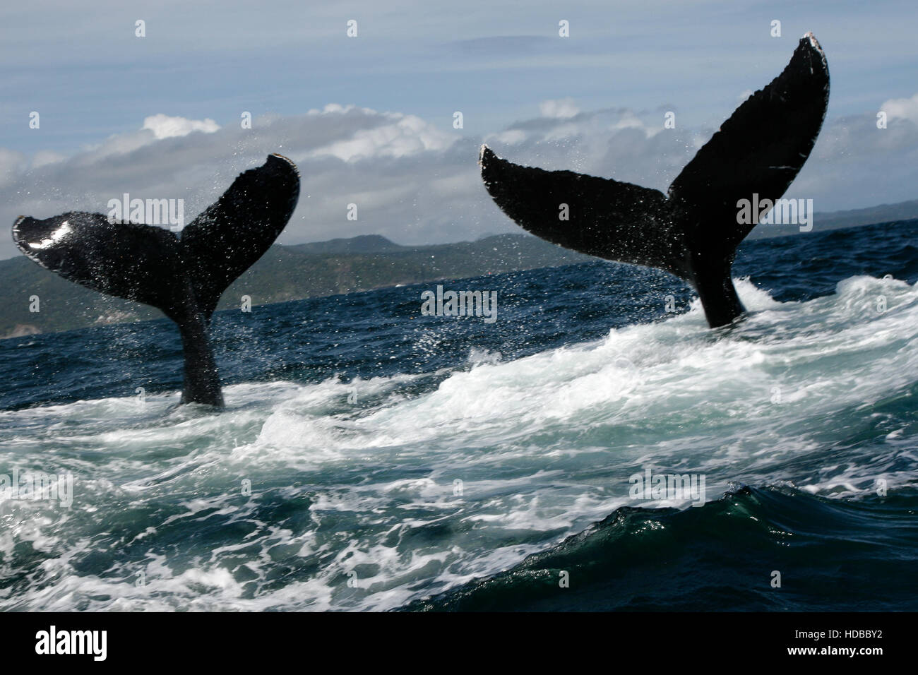 Whale Tail Booty