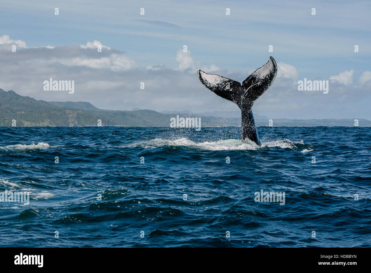 Humpback whale tail in Samana, Dominican republic Stock Photo