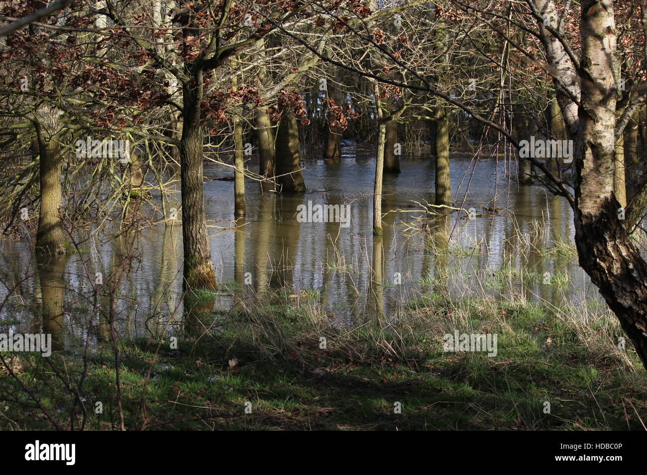 timberborn floodgates