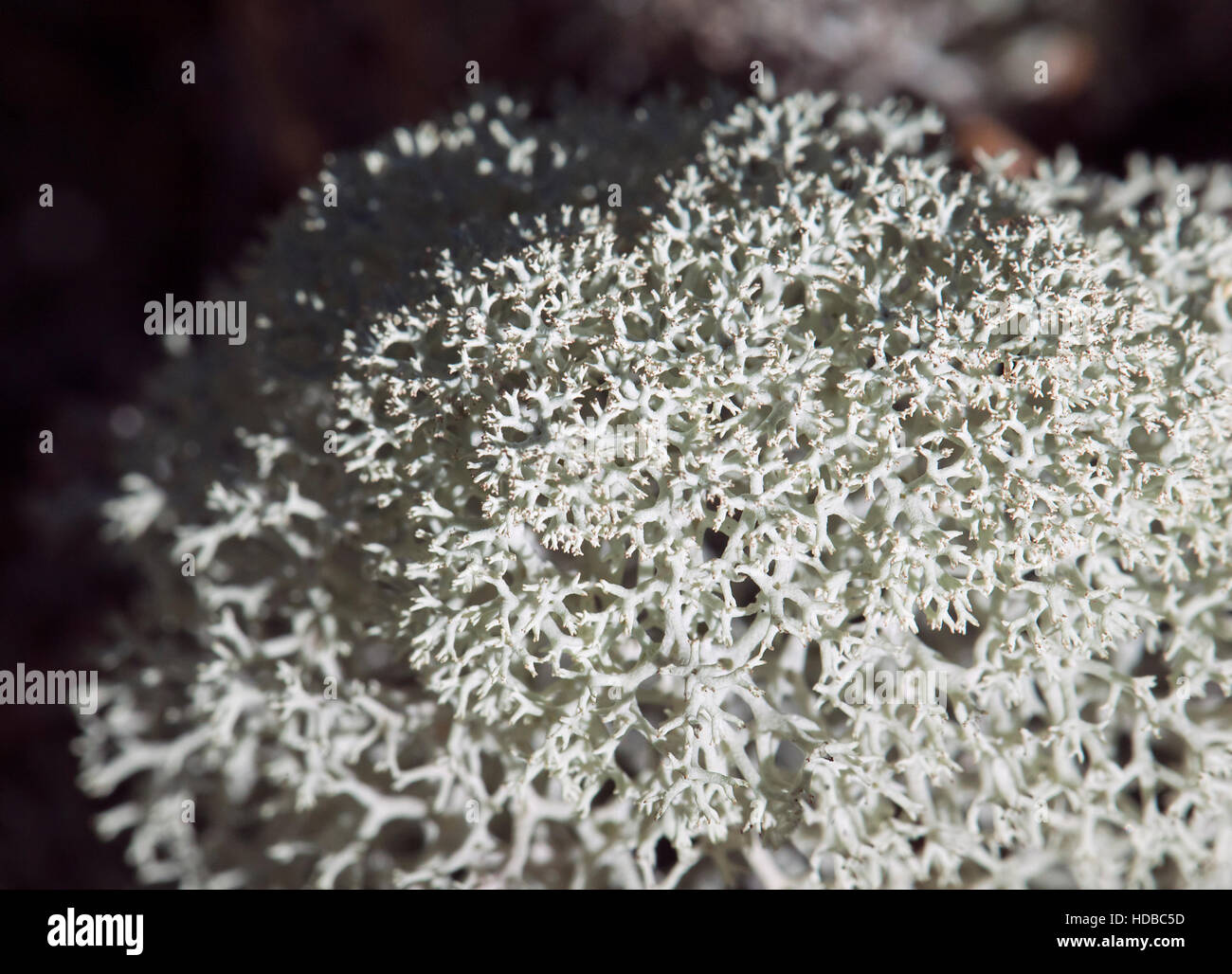 Close-up of reindeer lichen in Russian tundra Stock Photo
