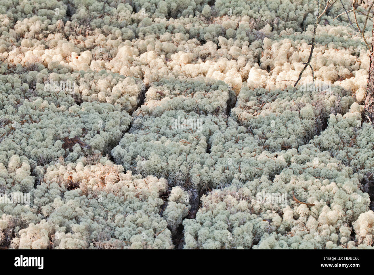 Close-up of reindeer lichen in Russian tundra Stock Photo