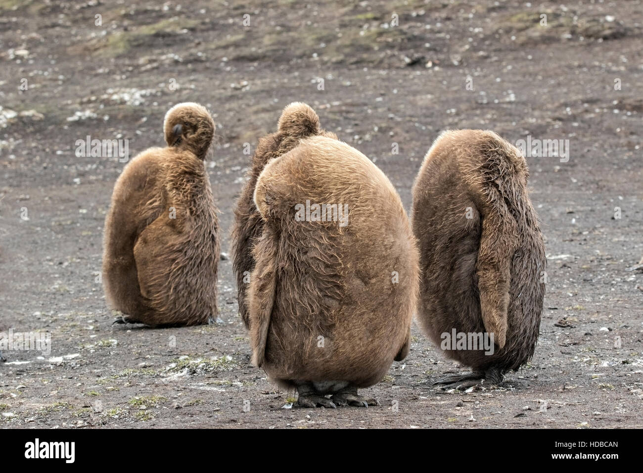 king penguin (Aptenodytes patagonicus) juveniles, oakum boys, in