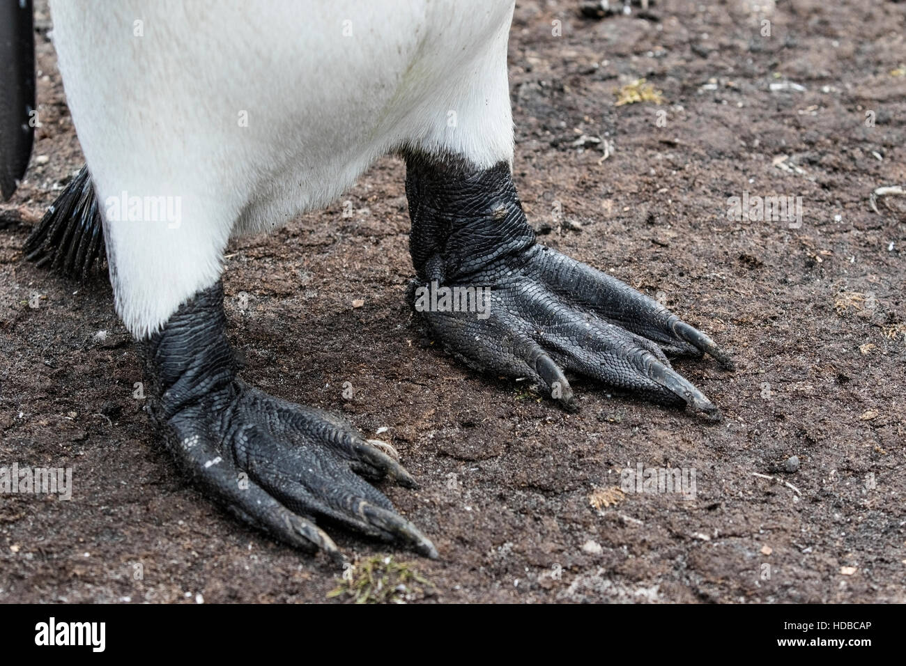 king penguin (Aptenodytes patagonicus) close up of adult's feet, Falkland Islands Stock Photo