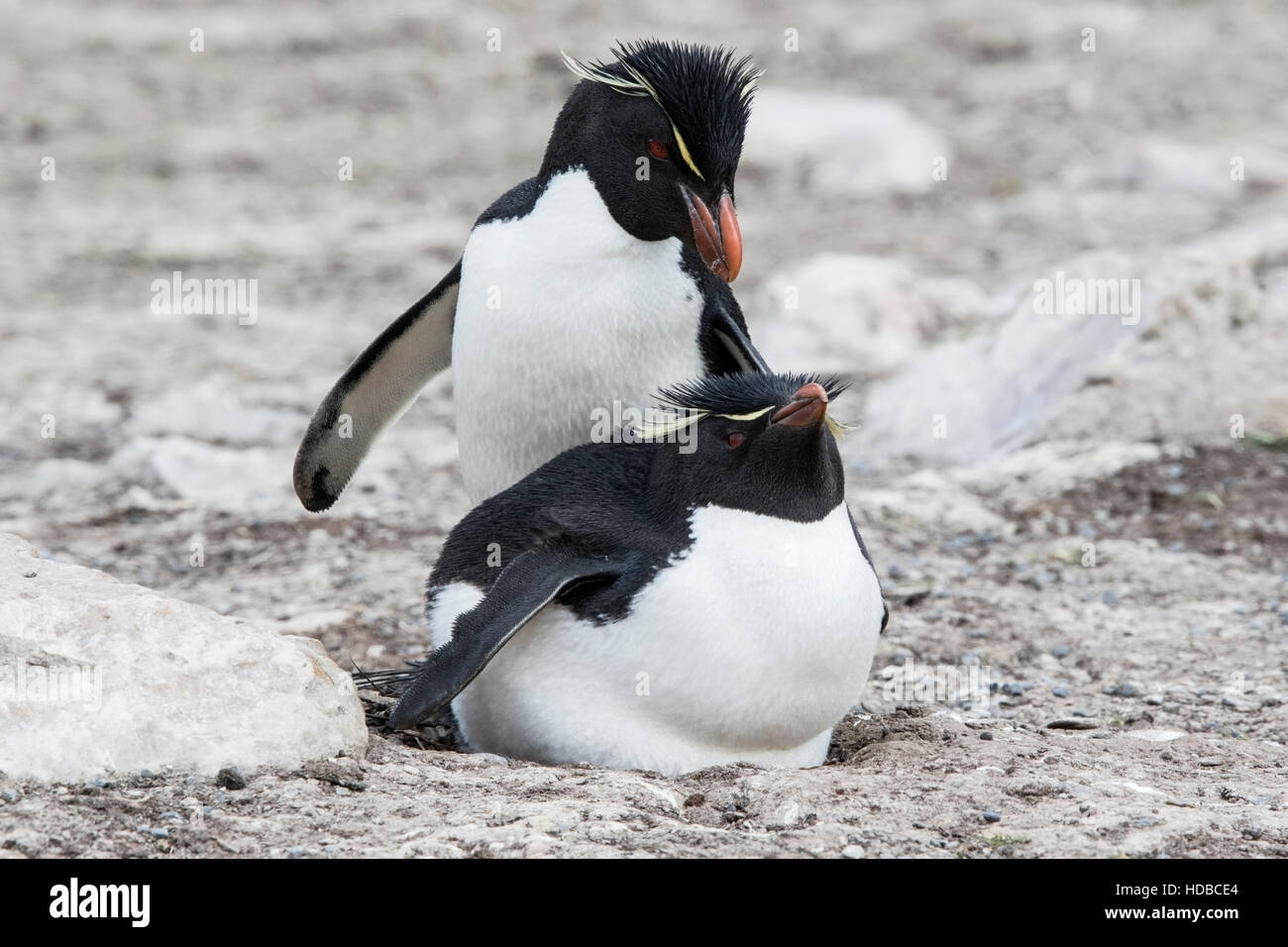 Rockhopper Penguin Eudyptes Chrysocome Two Birds In Courtship In rockhopper-penguin-eudyptes-chrysocome-two-birds-in-courtship-in