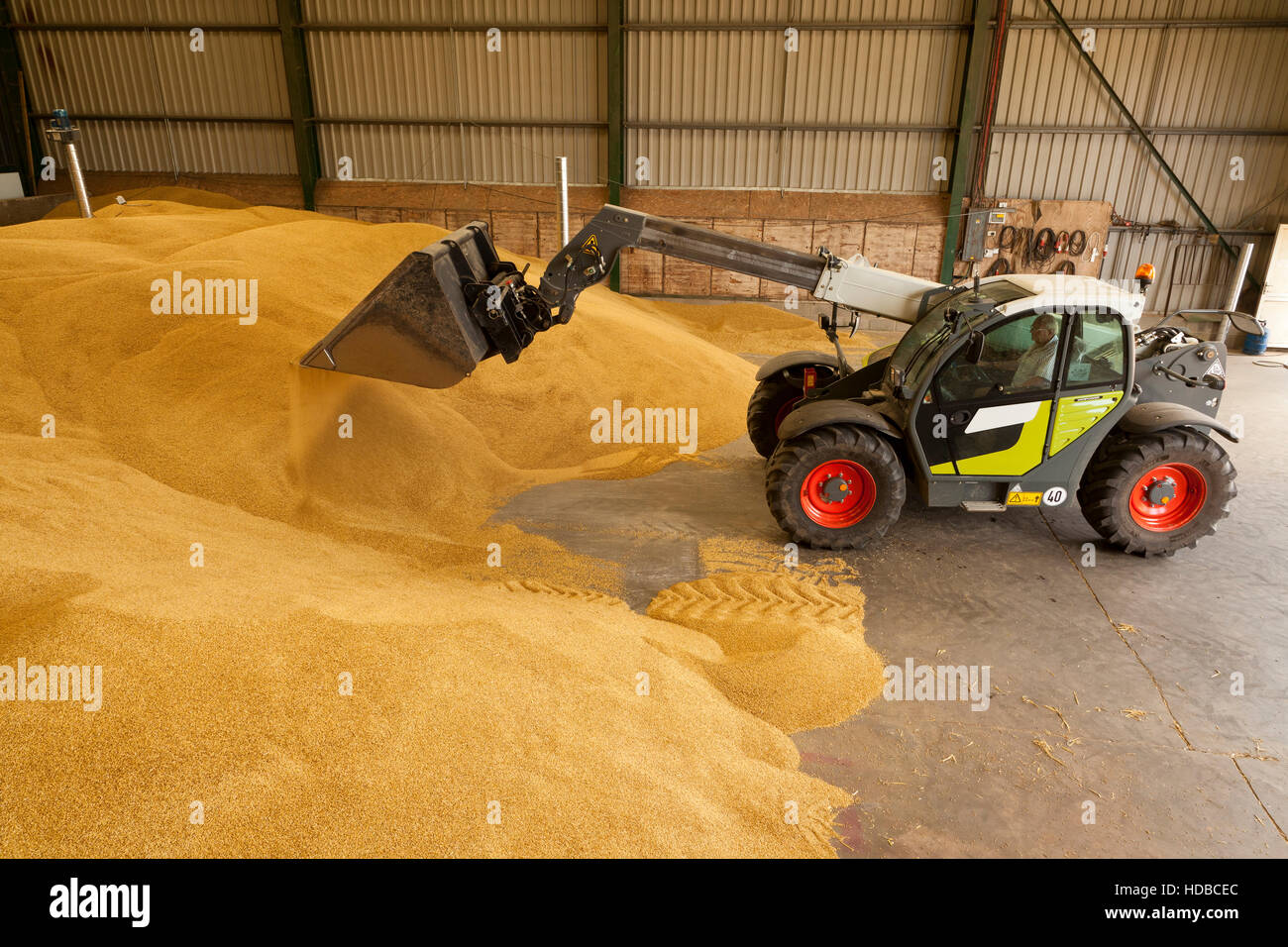 A loader tipping corn/grain into a storage building Stock Photo