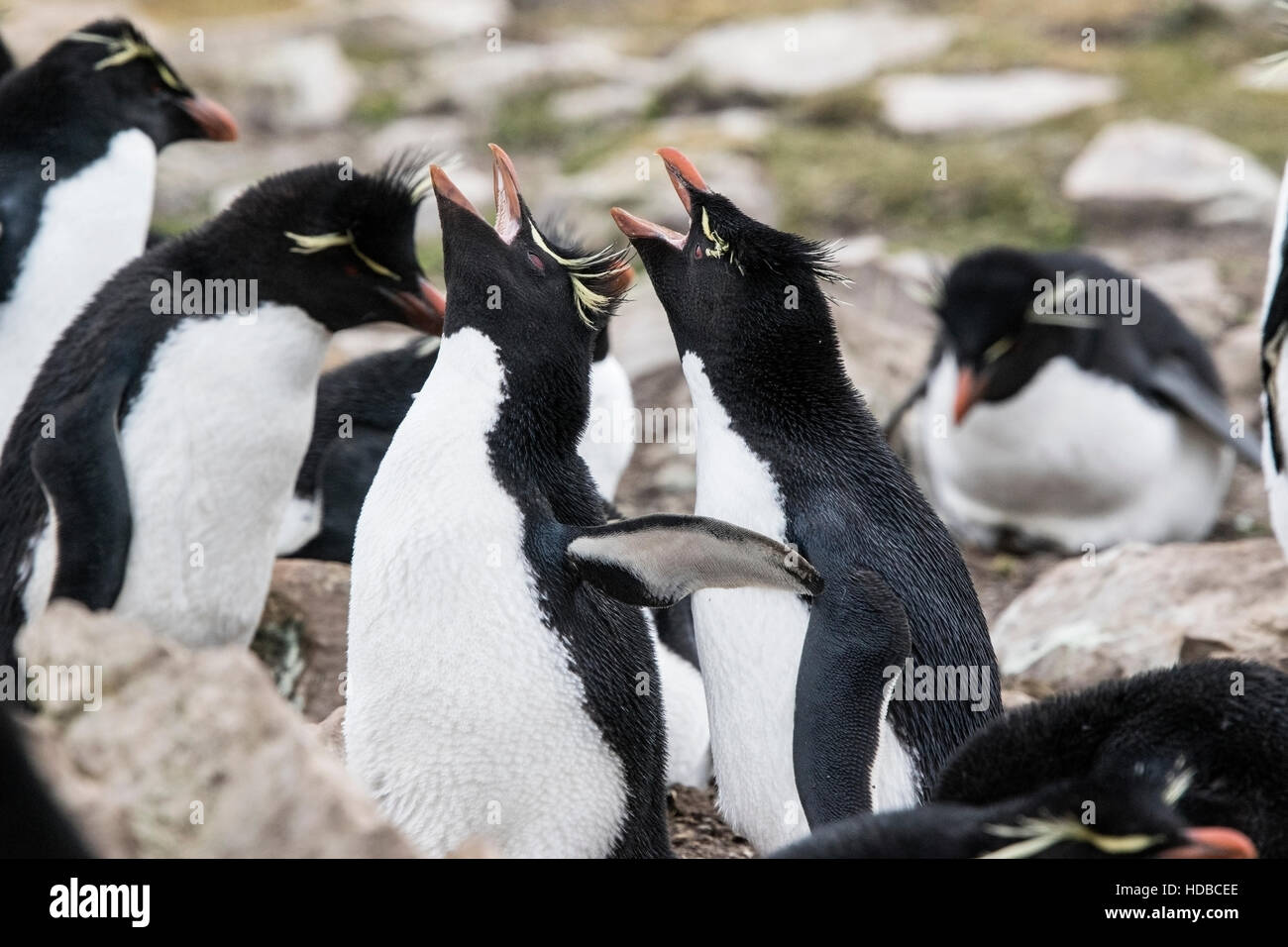 Rockhopper Penguin Eudyptes Chrysocome Two Birds Displaying In rockhopper-penguin-eudyptes-chrysocome-two-birds-displaying-in