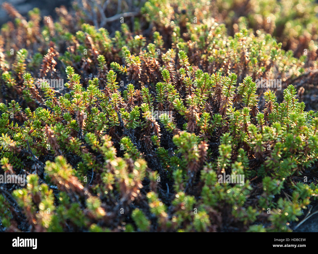 Crowberry plants in the evening sunlight, close-up Stock Photo