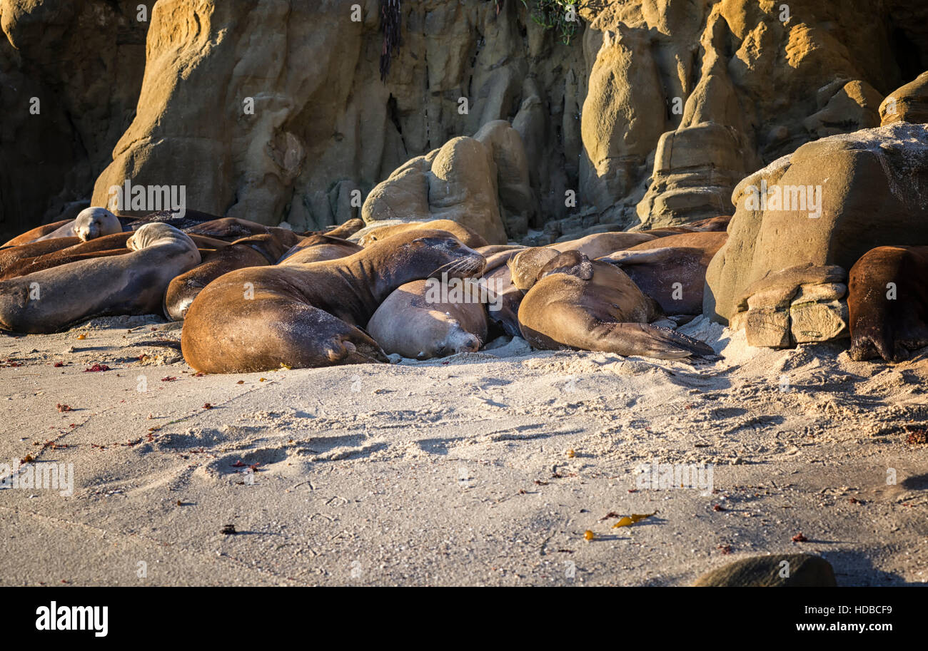 group of seals lying on a beach. La Jolla, California, USA Stock Photo Alamy