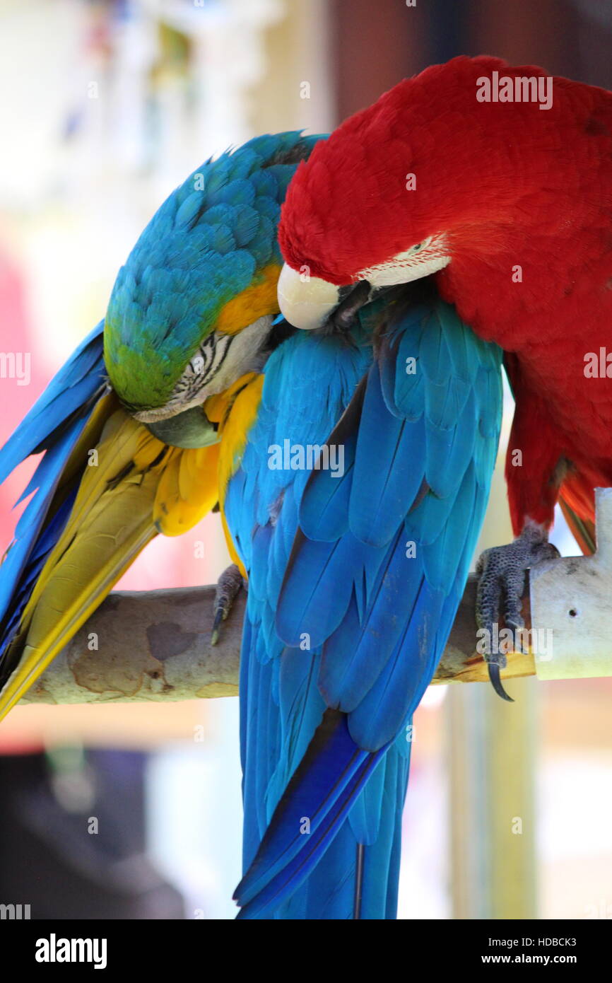 Two Macaw Parrots Stock Photo