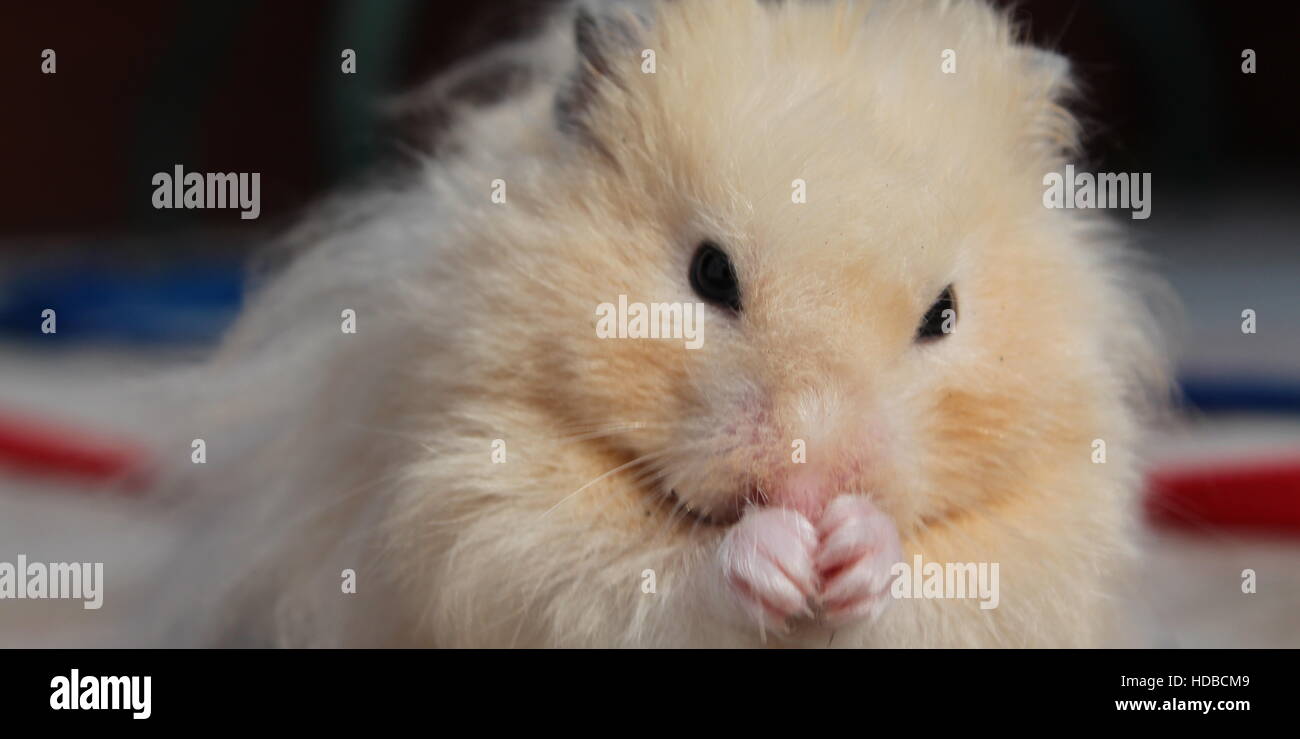 Teddy bear hamster hi res stock photography and images Alamy