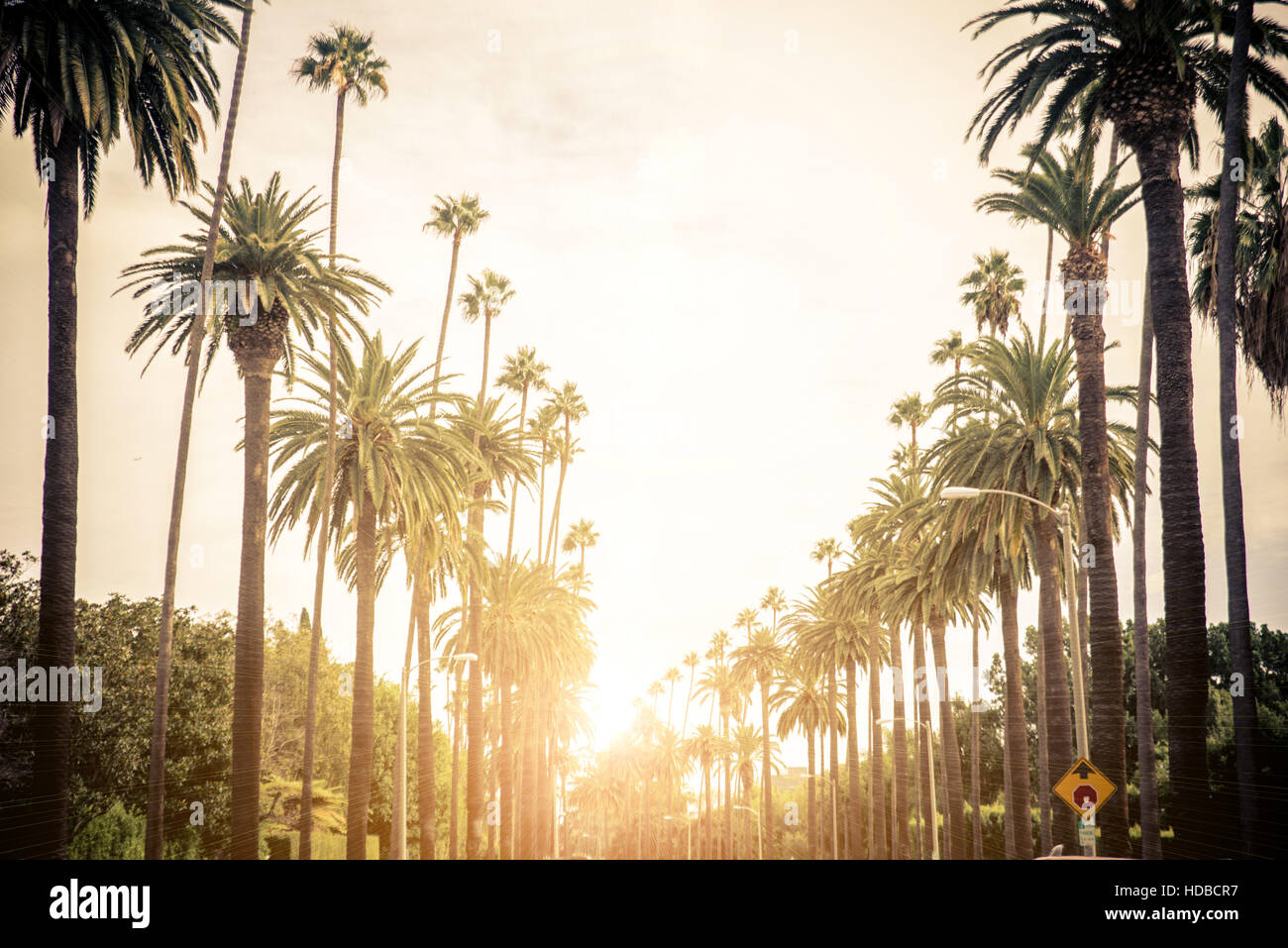 Beverly Hills street with palm trees at sunset, Los Angeles Stock Photo