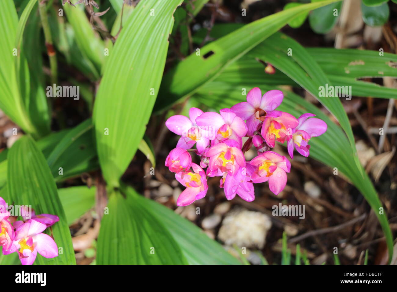 Ground orchid hires stock photography and images Alamy