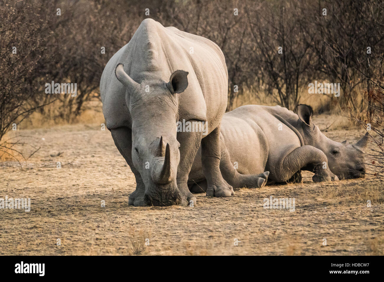 schönes Foto rhinoceros mum and baby Ansichtskarte Nashorn und Baby 