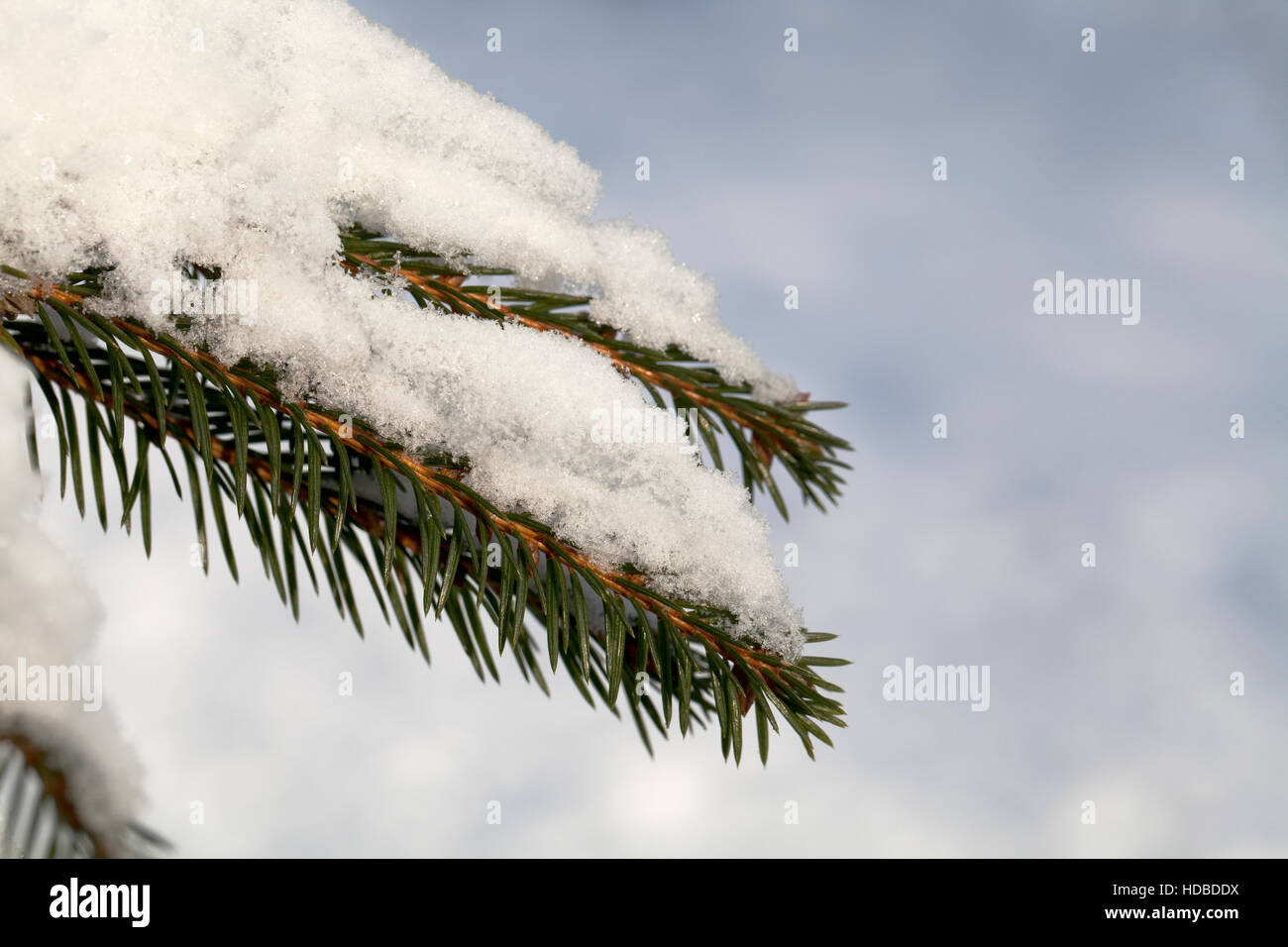 Fir tree branch with fresh snow on a white background Stock Photo - Alamy