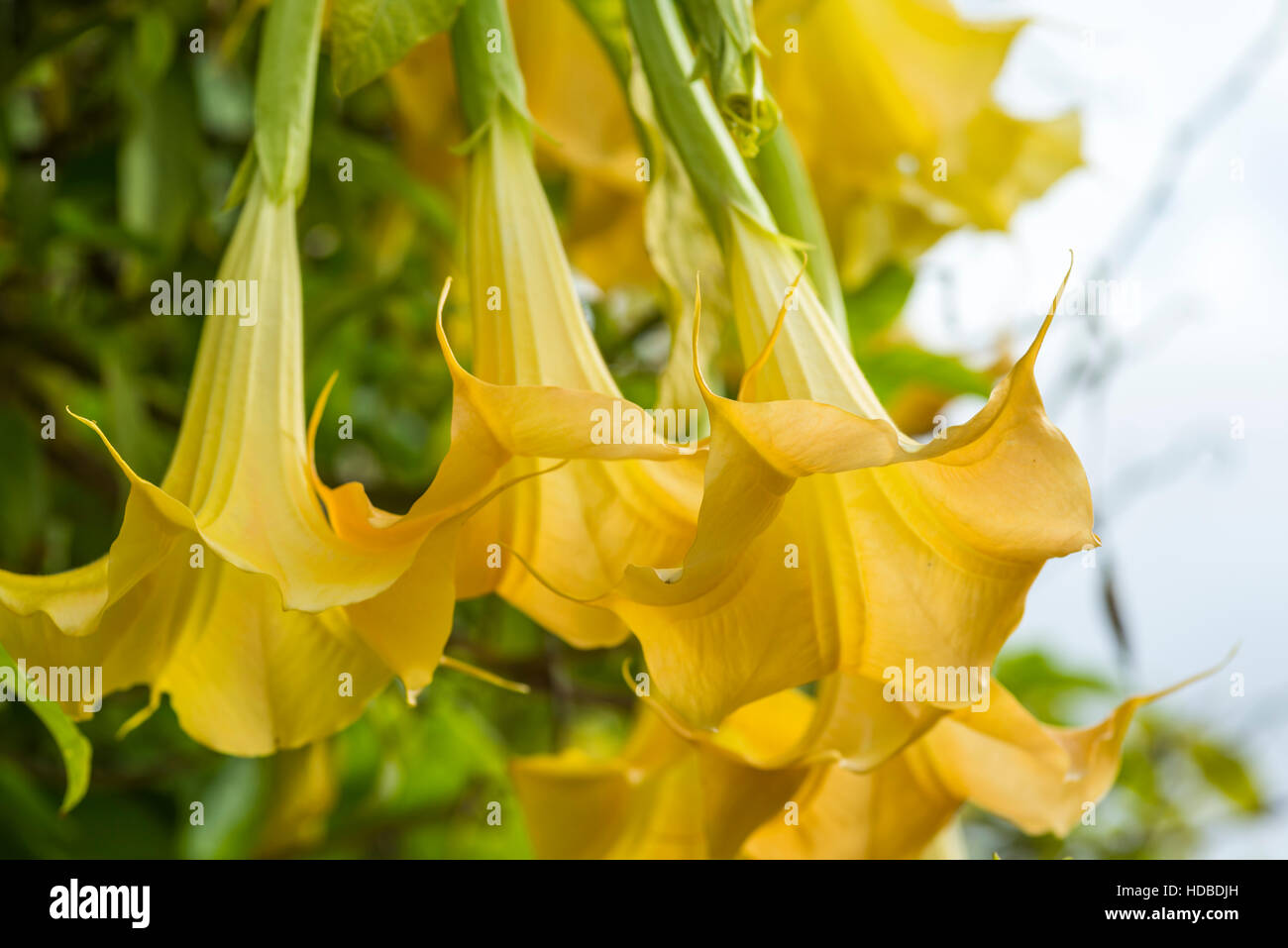 close up of bellflowers. Stock Photo