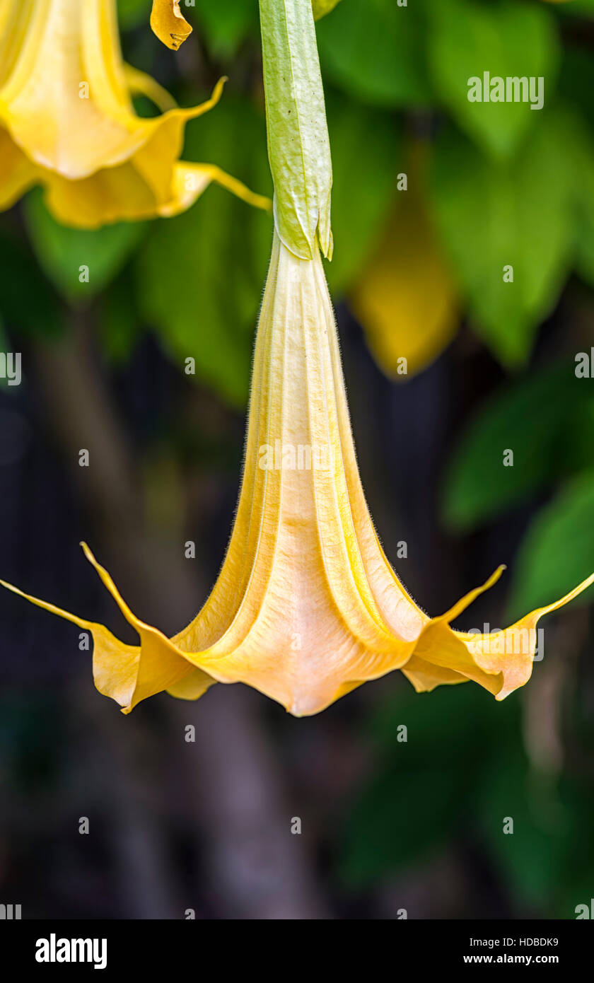 close up of a bellflower. Stock Photo