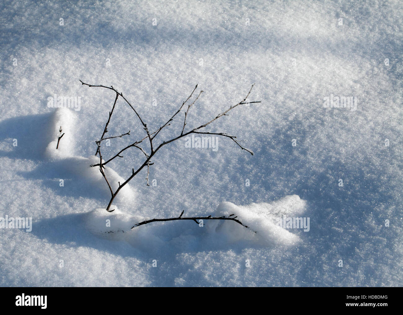 Frost season snow plant hi-res stock photography and images - Alamy