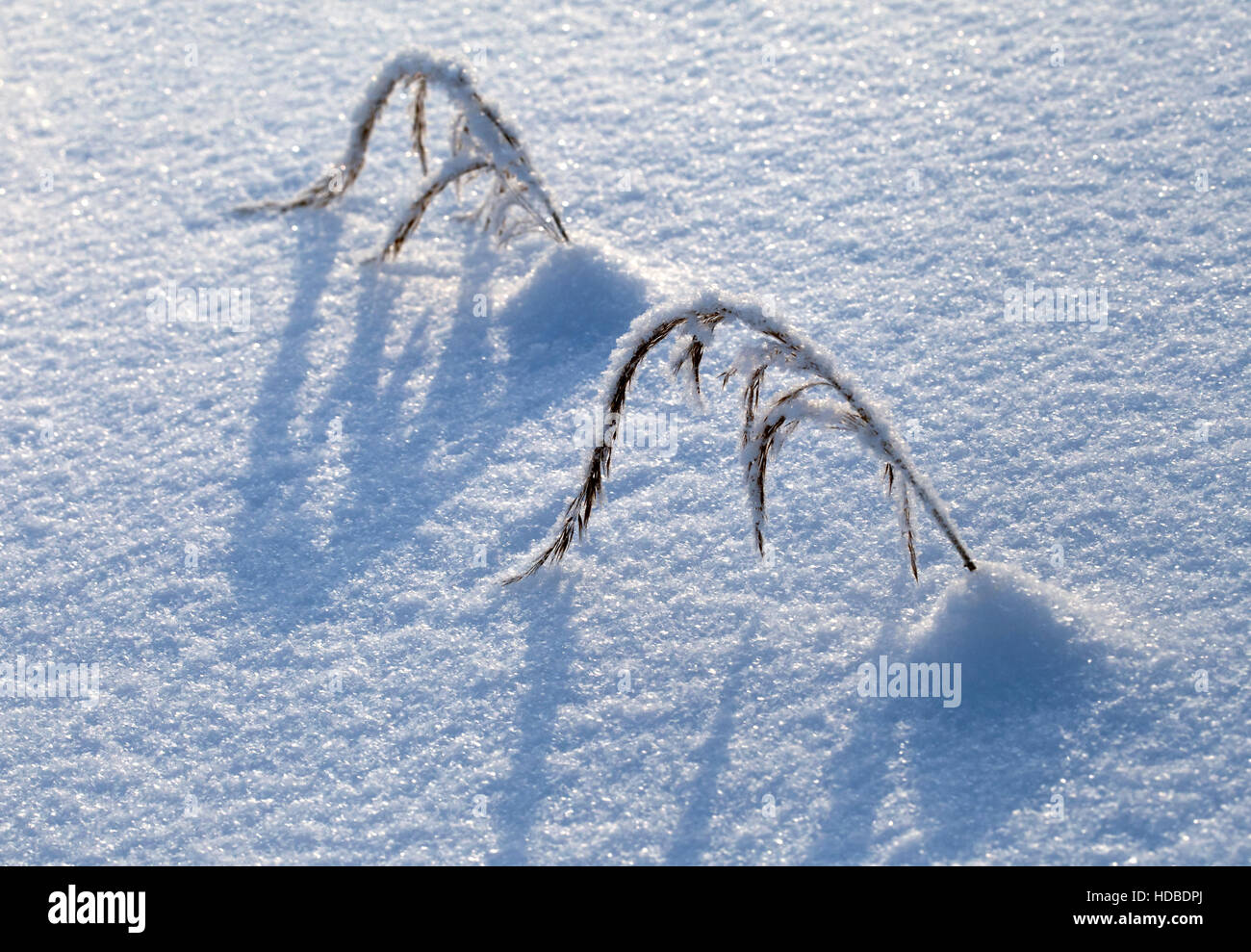 Two blades of grass covered with snow Stock Photo