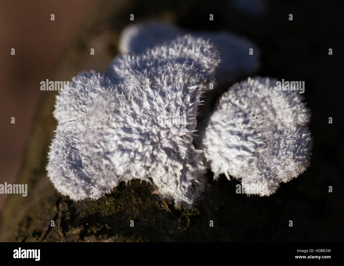 Lichen growing on a dead tree, macro shot Stock Photo