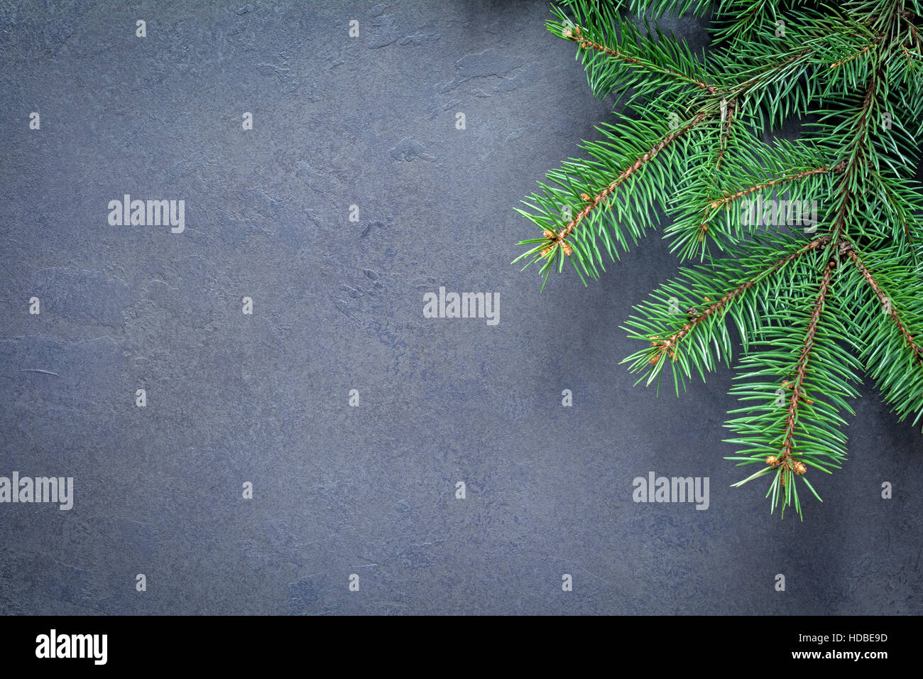 Fir tree on gray background. Christmas or New Year background Stock Photo