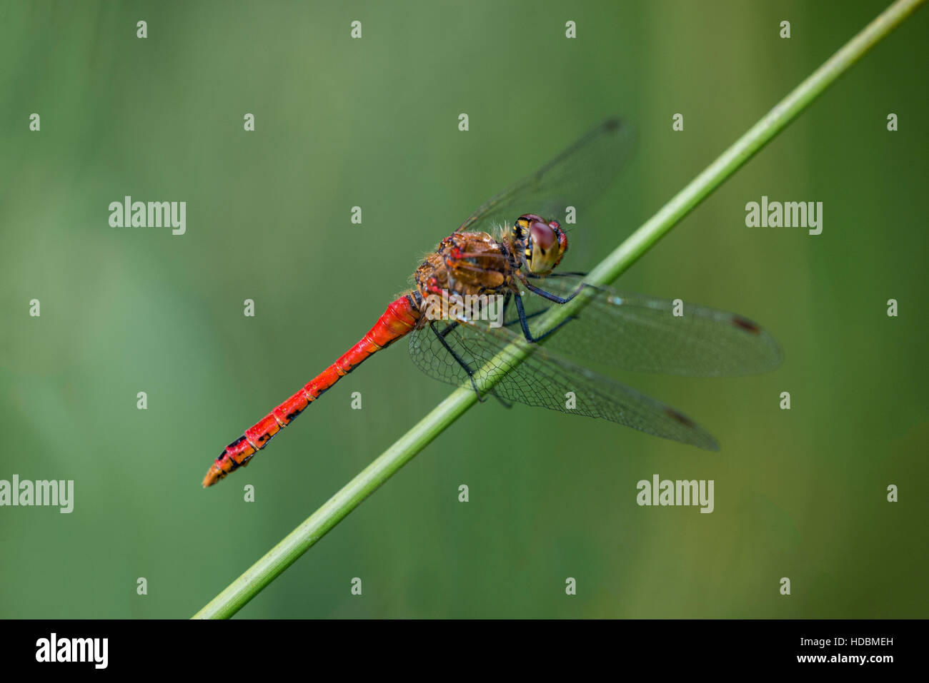 A Ruddy Darter at Emer Bog in Hampshire. Stock Photo