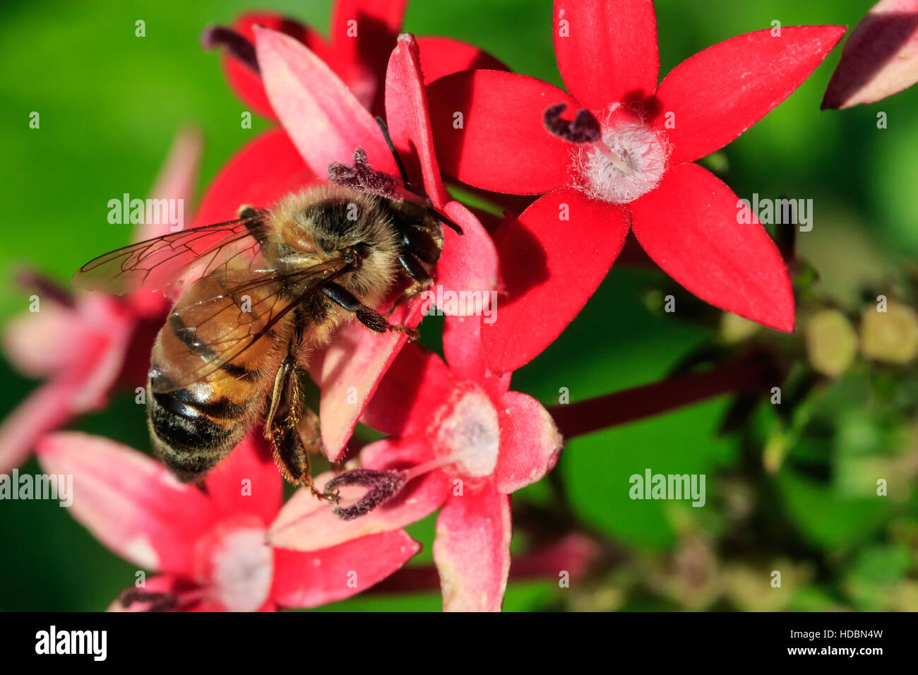 A larger bumble bee sitting on some backyard flowers. Stock Photo
