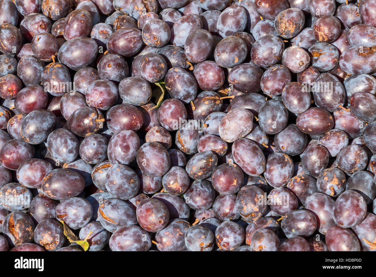 Plum harvest in the late summer Stock Photo Alamy