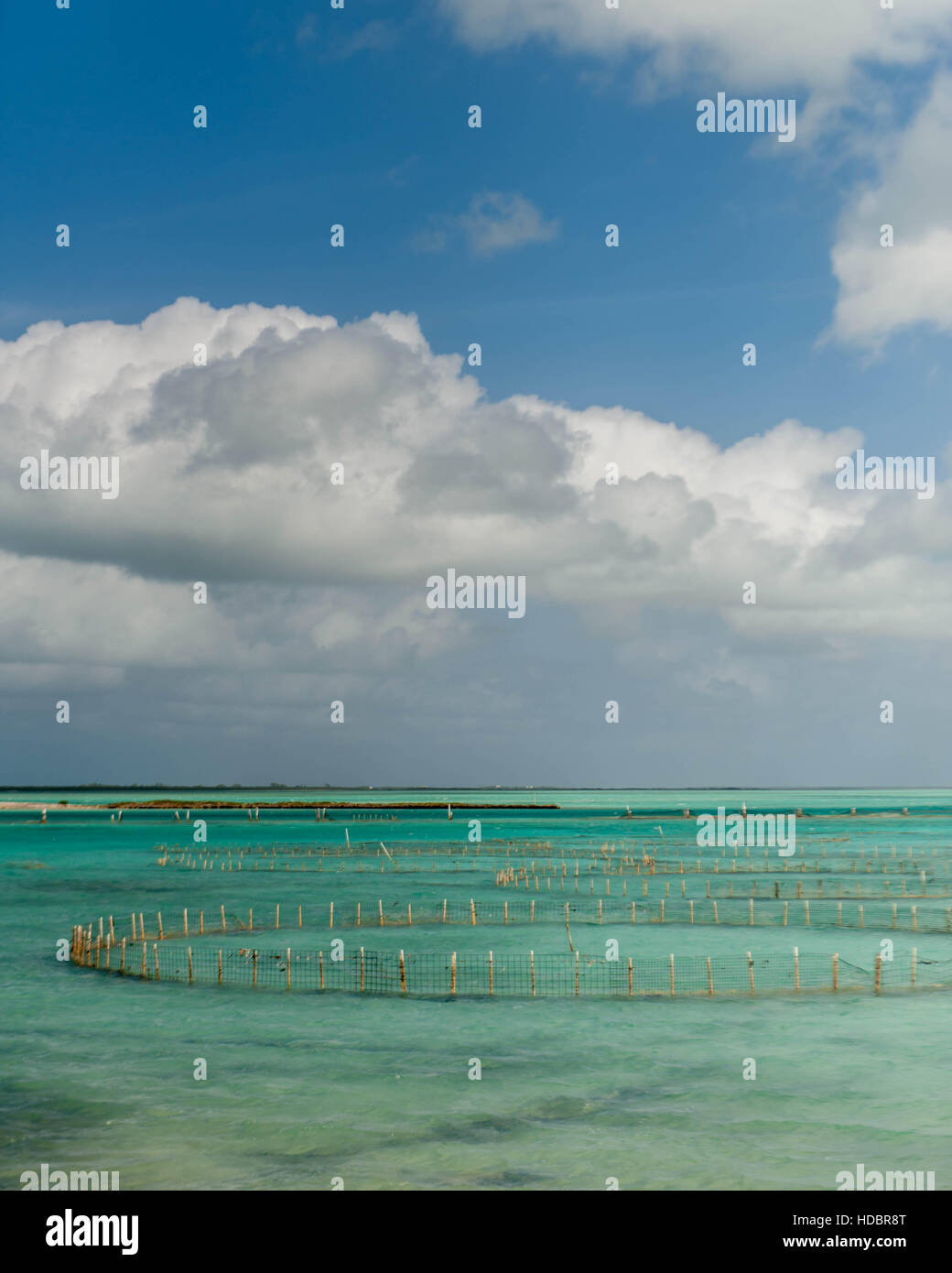 Caribbean Conch Farm in Turks & Caicos Stock Photo Alamy