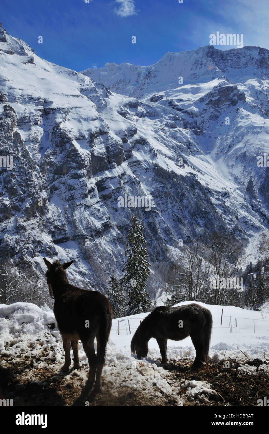 Mountain mule and pony grazing in a winter pen in the Bernese Oberlandski Stock Photo