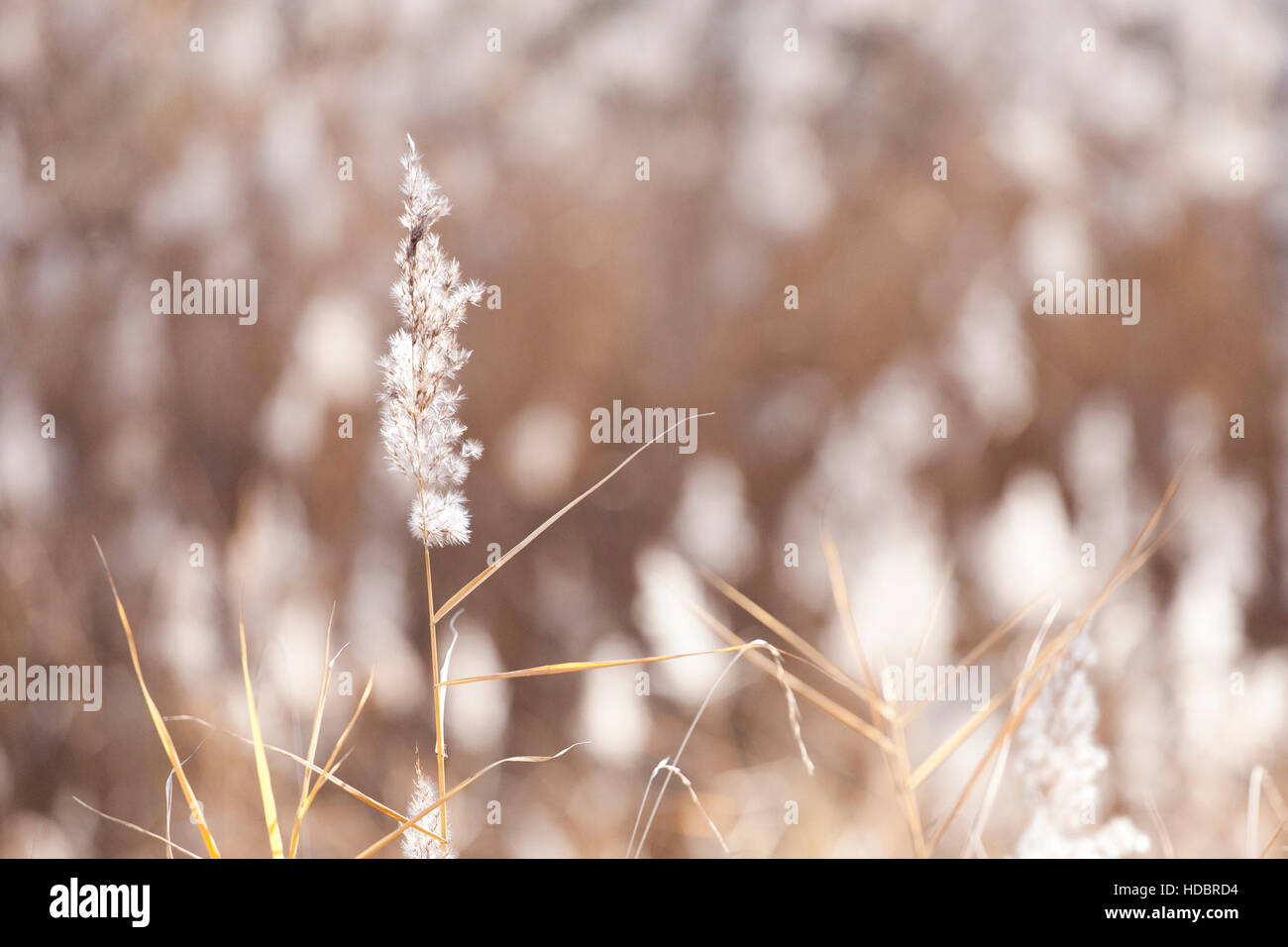 white common reed with blured background Stock Photo - Alamy